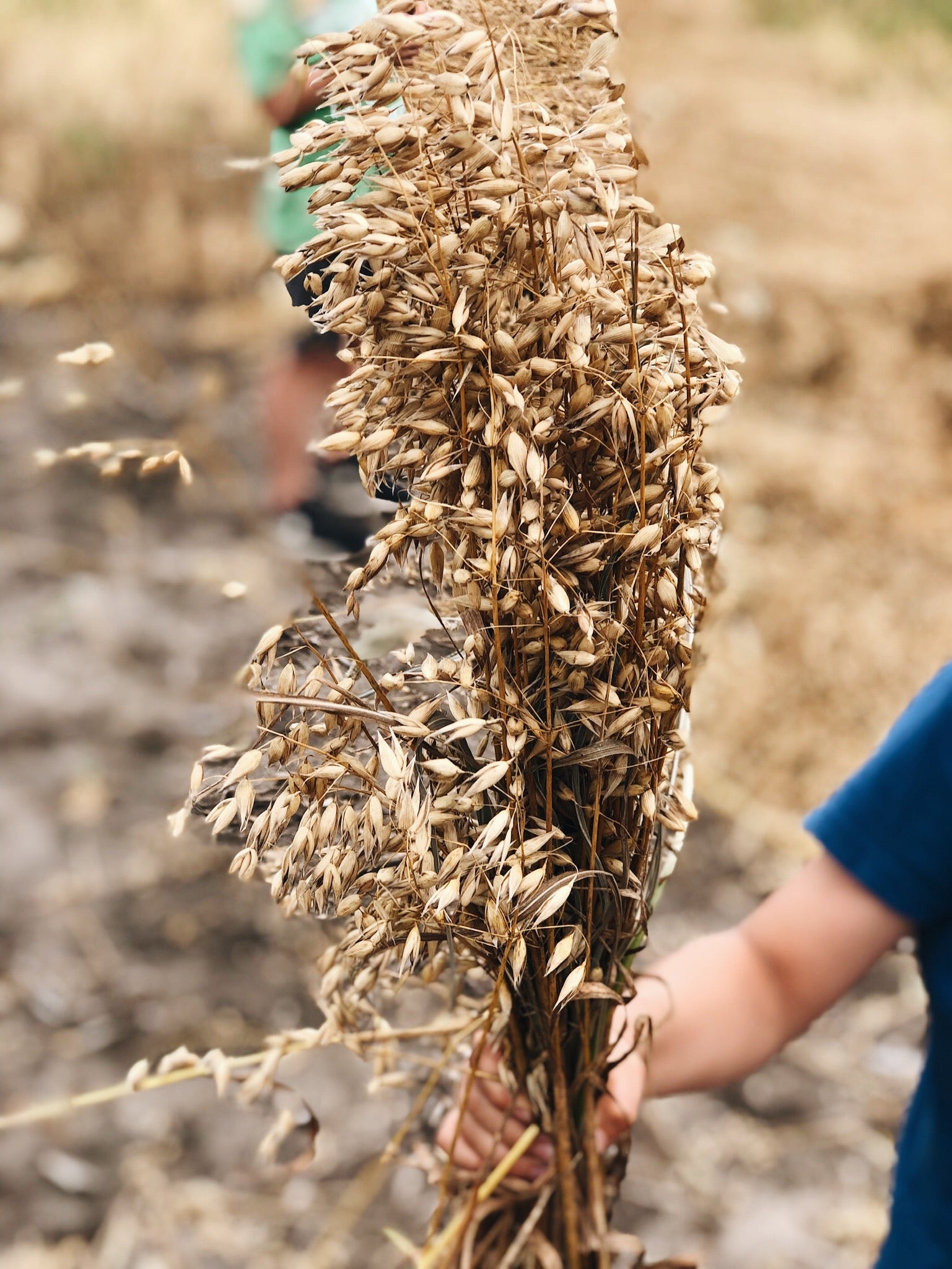 Glyphosate (aka Roundup) in Oats - 2019 Update