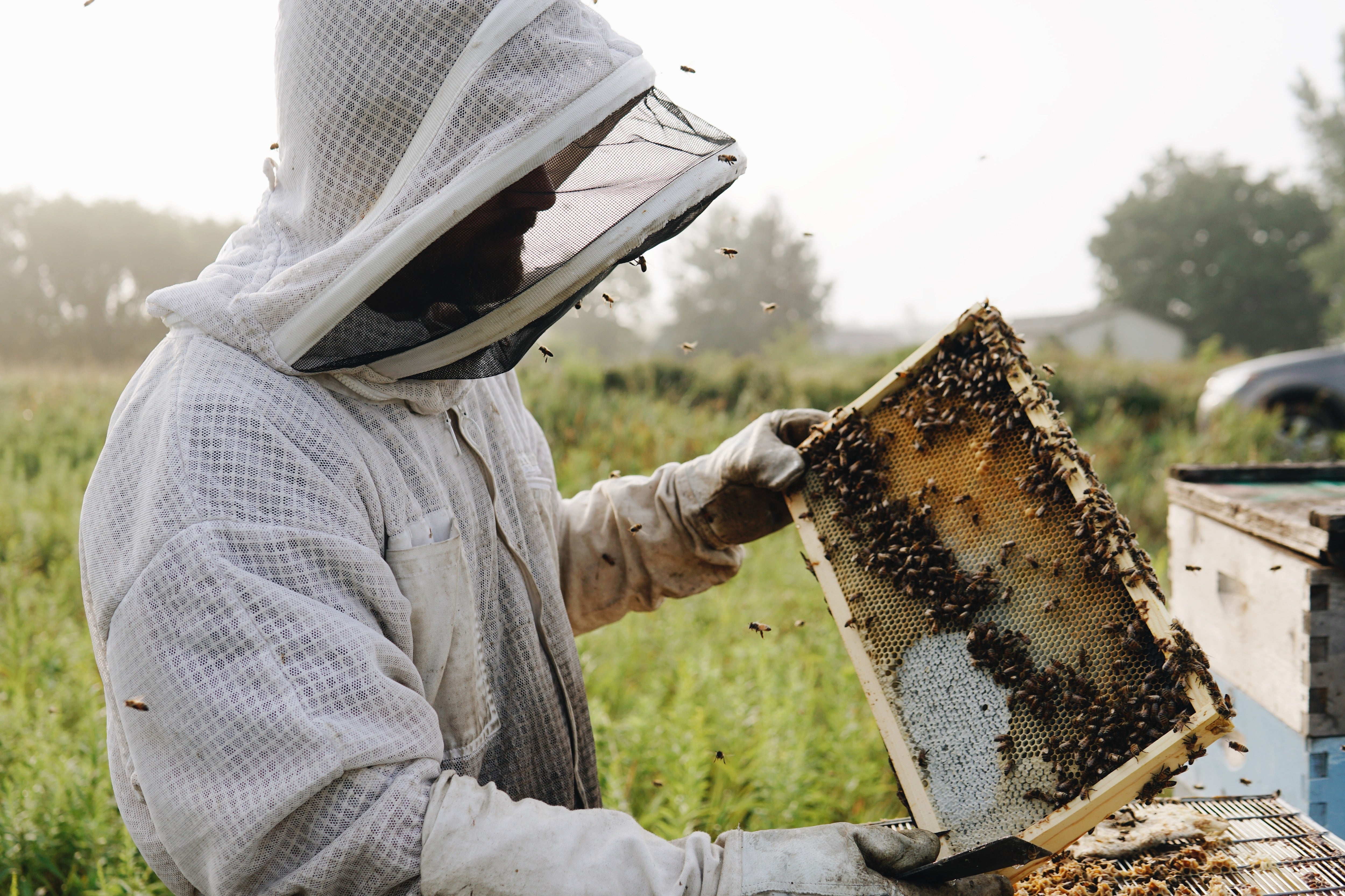 Field Notes: Solar Grown Honey with Bare Honey