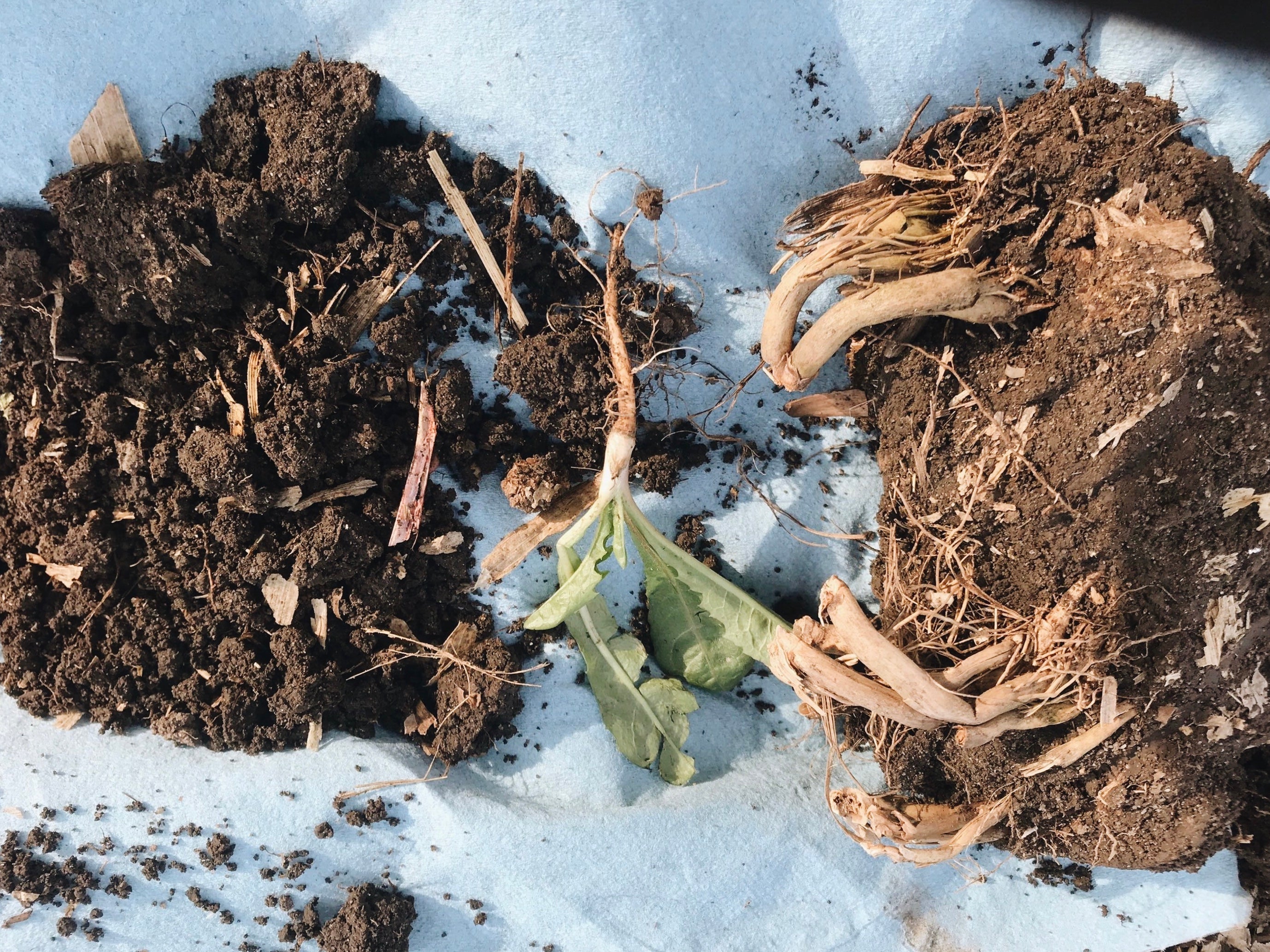 Digging Out: It Starts With Soil